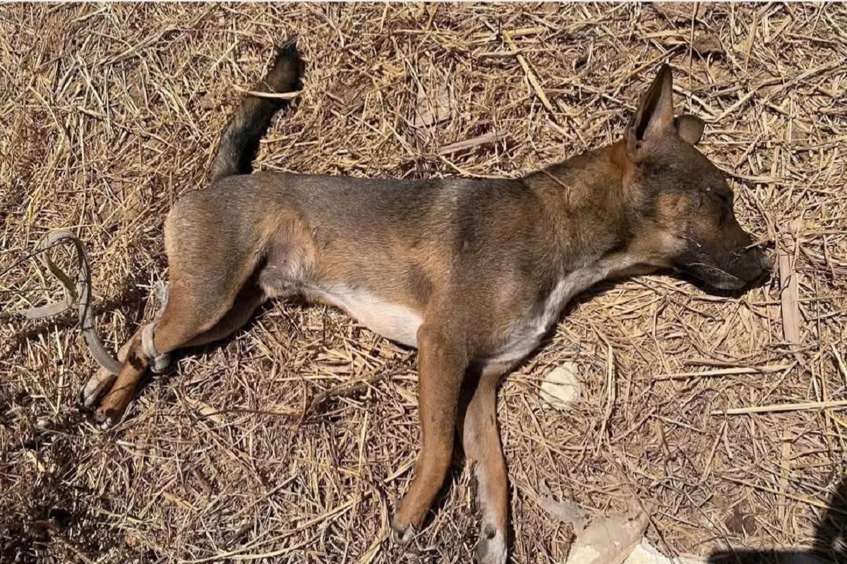 3 người bị chó cắn đã tiêm vaccine và huyết thanh kháng dại